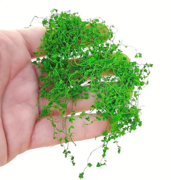 Light Green Miniature Ivy